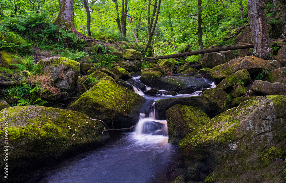 Fototapeta premium River waterfall in mossy forest