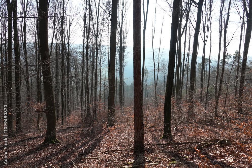 Obraz premium Wald im gegenlicht