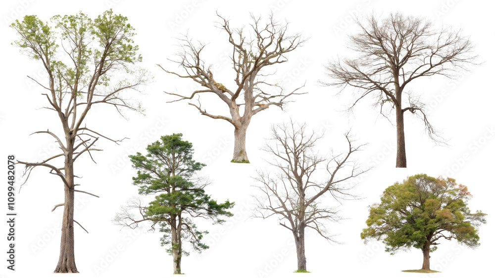 Fototapeta premium A Variety of Trees in Different Seasons and Styles