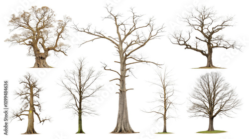 Varieties of Trees in Seasonal Transformation