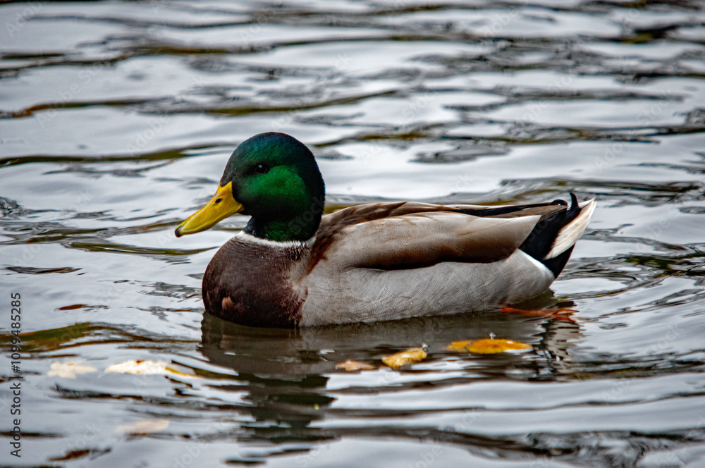 Obraz premium Stockente schwimmt auf einem See im Herbst