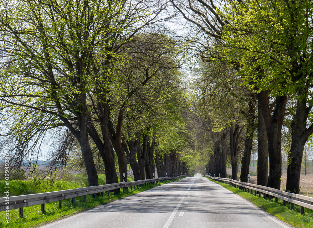 Fototapeta premium Street with an avenue of trees in Mecklenburg-Western Pomerania on the Baltic Sea
