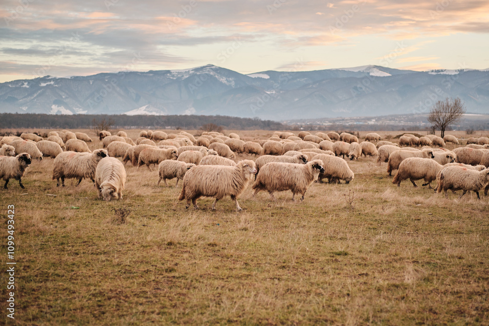 Fototapeta premium Large flock of sheep grazes peacefully in a vast field, with a stunning mountain range in the background. Golden hour light bathes the scene, creating a tranquil and idyllic atmosphere. Sibiu, Romania