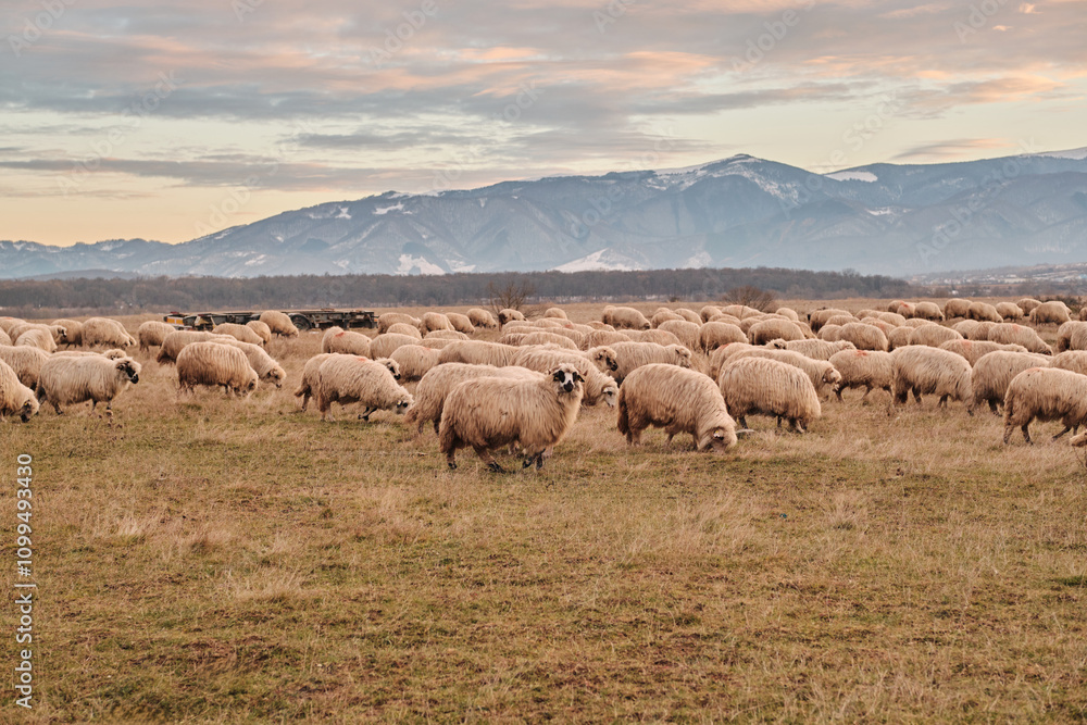 Fototapeta premium Flock of sheep grazing peacefully in a vast field, with majestic snow-capped mountains in the background. Serene landscape photography. Sibiu, Romania