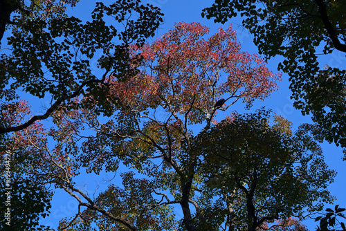 Wallpaper Mural ナンキンハゼの紅葉 Torontodigital.ca