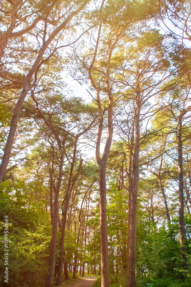 Obraz premium Bright pine trees against the blue sky. Background with tall trees on a sunny summer day.