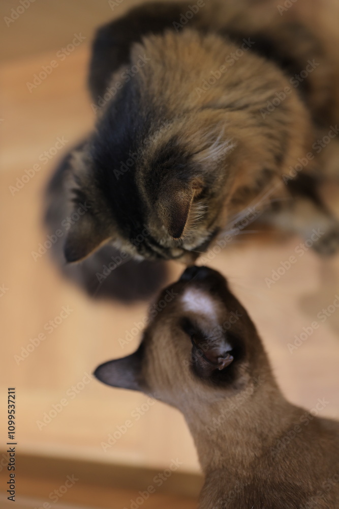 Obraz premium cat and mouse