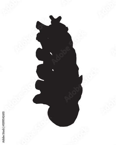 Silhouette Anatomy of normal human Disc. Illustration of Medical diagram about the spine in top view for check disc herniation. nucleus pulposus, annulus fibrosis.