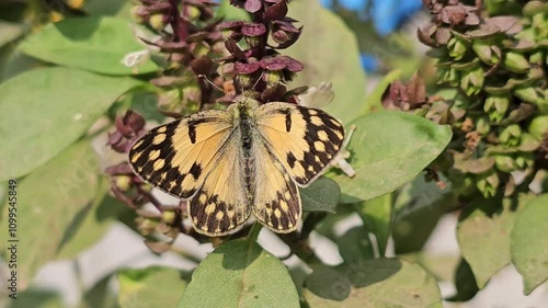 Colotis amata is sucking nectar from sweet basil | Small salmon arab butterfly is sucking nectar | Colotis amata | Small salmon arab butterfly | 4k photo