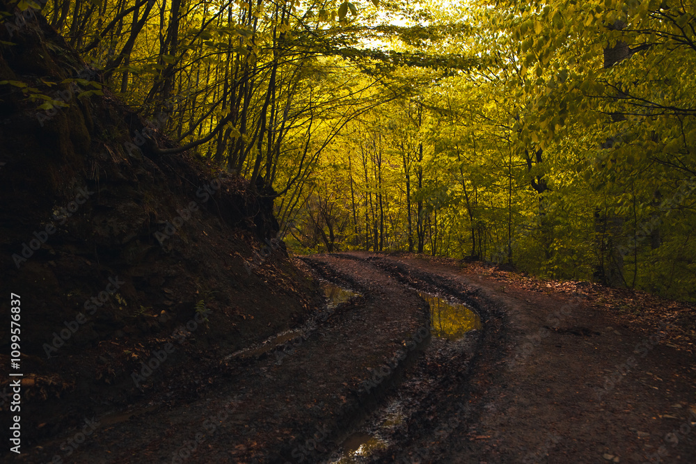 Naklejka premium beautiful view of the forest in the mountains
