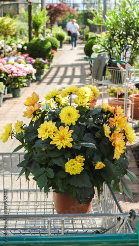 Flower arrangement in a shopping cart. A view of a shopping cart containing vibrant yellow planting garden center. 