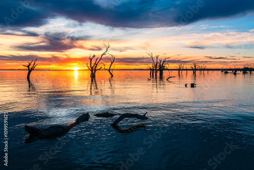 Lake Bonney with dried tree silhouettes at sunset time, Barmera, South Australia photo