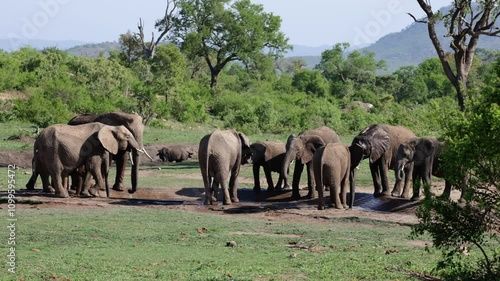  A breeding herd of African elephants drinking water.