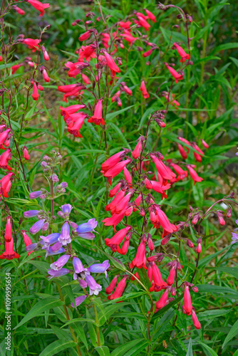 Penstemon 'Chester Scarlet' and 'Stapleford Gem'