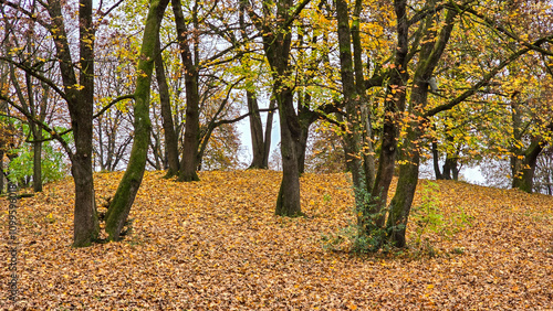 Trees with fallen leaves in the deep autumn.
Trees in Spätherbst im Westpark Munich.
