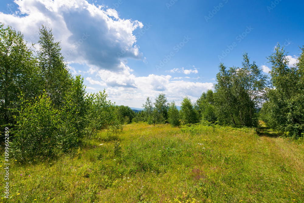 summer landscape in mountains. wonderful green environment. deciduous trees on the grassy hill. sunny weather. carpathian mountains of ukraine. blue sky with clouds. scenic scenery of lush woodland