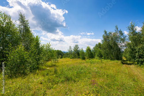 Obraz na płótnie summer landscape in mountains. wonderful green environment. deciduous trees on the grassy hill. sunny weather. carpathian mountains of ukraine. blue sky with clouds. scenic scenery of lush woodland w salonie