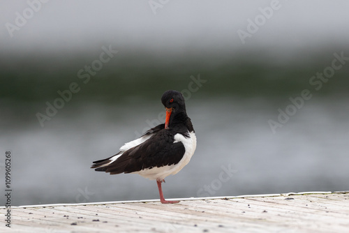 Eurasian oystercatcher on a bridge
