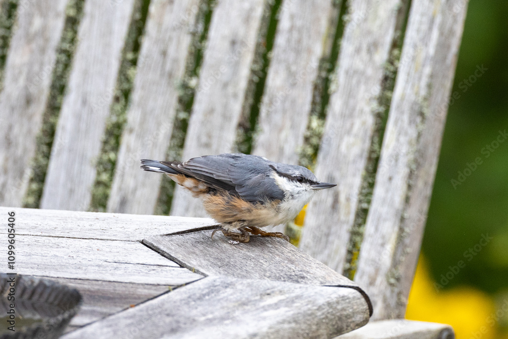 Fototapeta premium eurasian nuthatch in the garden