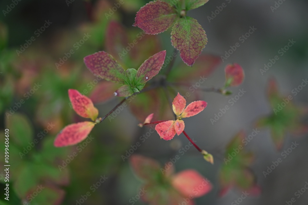 Obraz premium autumn leaf