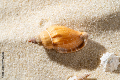 Beach-themed shells on sand ideal for sun protection packaging photo