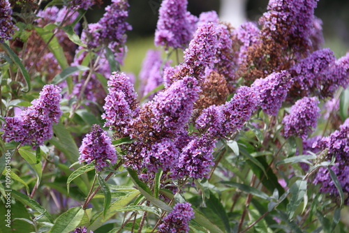 Buddleja davidii, also called summer lilac, butterfly-bush, or orange eye