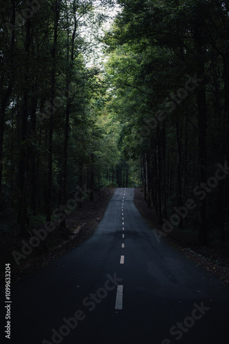 road in the forest