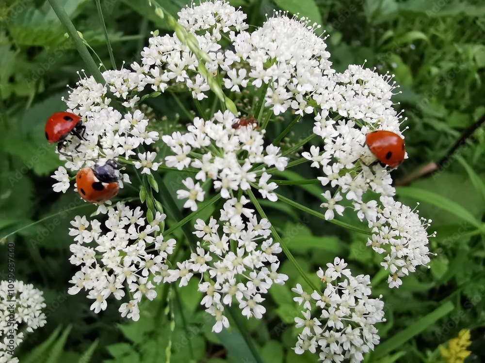Fototapeta premium ladybugs on flowers