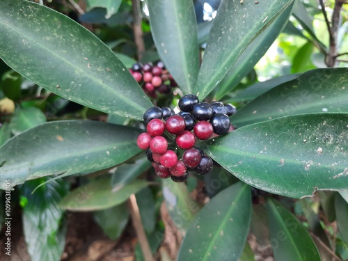 ardisia elliptica plant