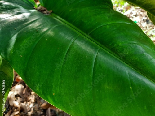 philodendron tenue plant