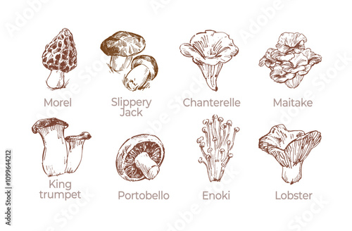 Sketch collection of various edible mushrooms, hand drawn illustrations