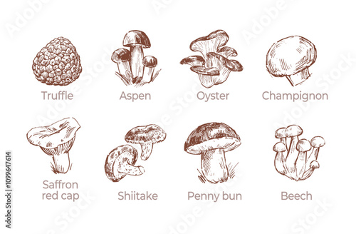 Sketch collection of various edible mushrooms, hand drawn illustrations