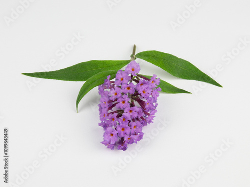 Vibrant Purple Buddleia Flower with Green Leaves Isolated on White Background