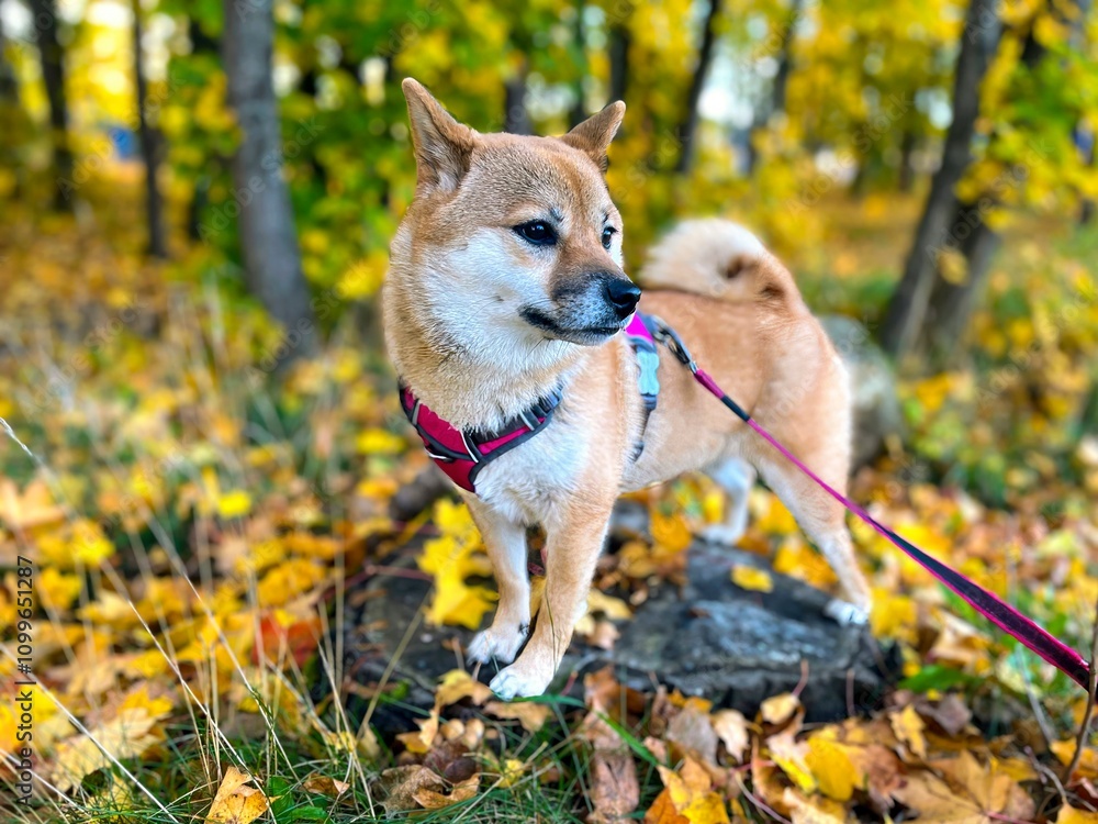 custom made wallpaper toronto digitalCaptivating autumn scene featuring a young red and white Japanese Shiba Inu dog strolling through a carpet of golden leaves. High quality close-up photo. Plenty of copy space available.