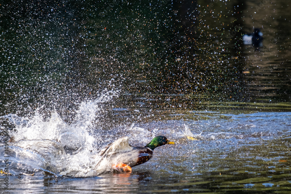 Obraz premium Duck in the water splashing