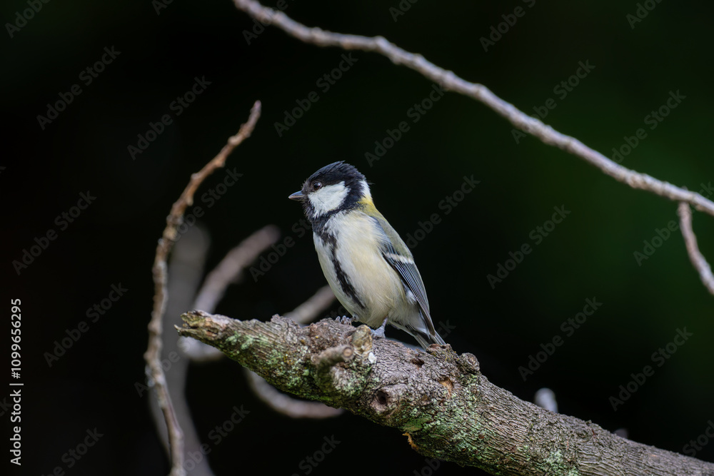 Naklejka premium 枝にとまるシジュウカラ