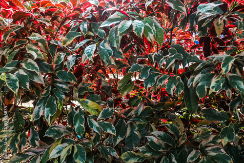 Close up of lush red Excoecaria cochinchinensis genus Excoecaria flower plant in the garden photo