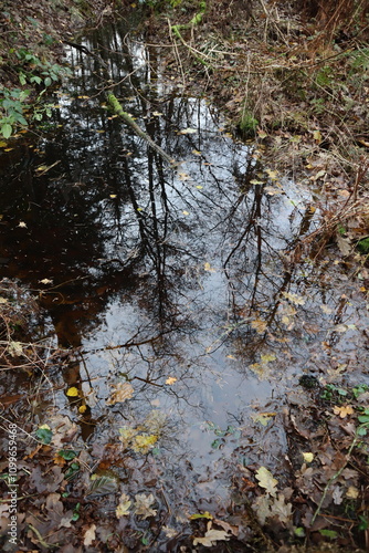 water in the forest photo