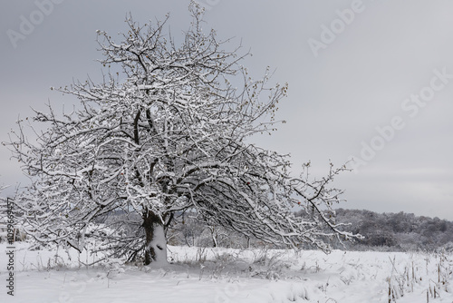 A lonely pear tree covered in snow