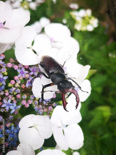 Stag beetle on White Rhododendron