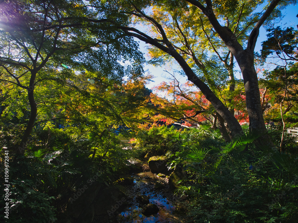 Obraz premium 成田山公園の紅葉