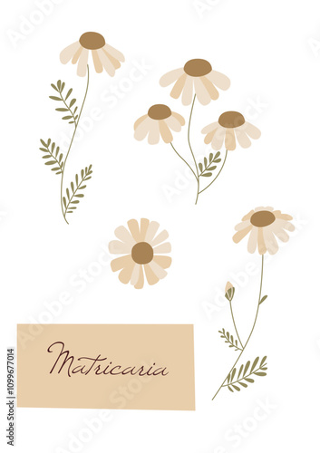 Matricaria. Vector set of floral elements isolated on white background. Clip art for bright festive greeting card, poster, banner.