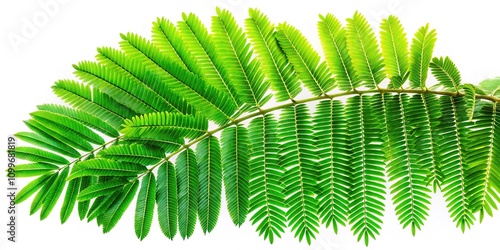 Isolated on a white background, Leucaena leaves exhibit their lush green foliage, ideal for representing botanical beauty and promoting eco-conscious concepts.