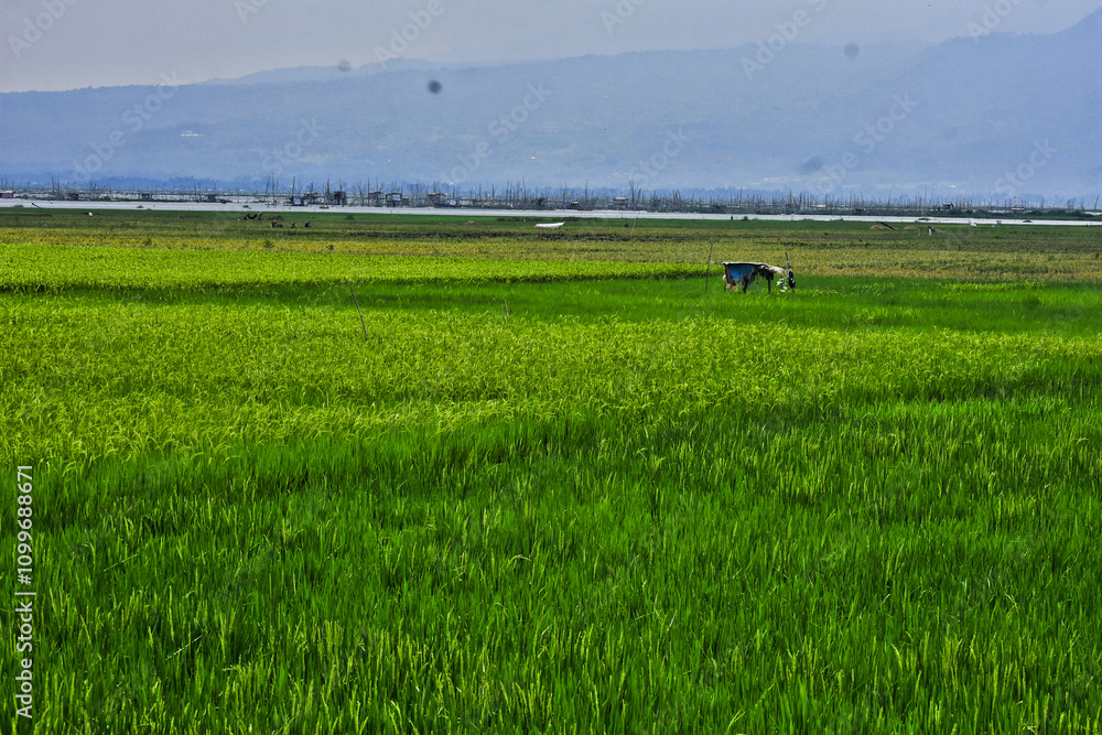 Fototapeta premium Rice produced by farmers is a staple food for the people of Java, Asia, Indonesia