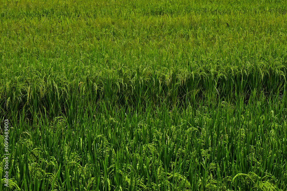 Obraz premium Rice produced by farmers is a staple food for the people of Java, Asia, Indonesia