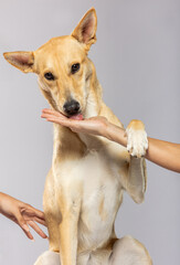 Acrylglasbilder Tierarzt Hund leckt Hand auf Schoß  © txemag
