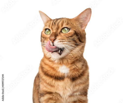 Contented ginger cat licks lips.