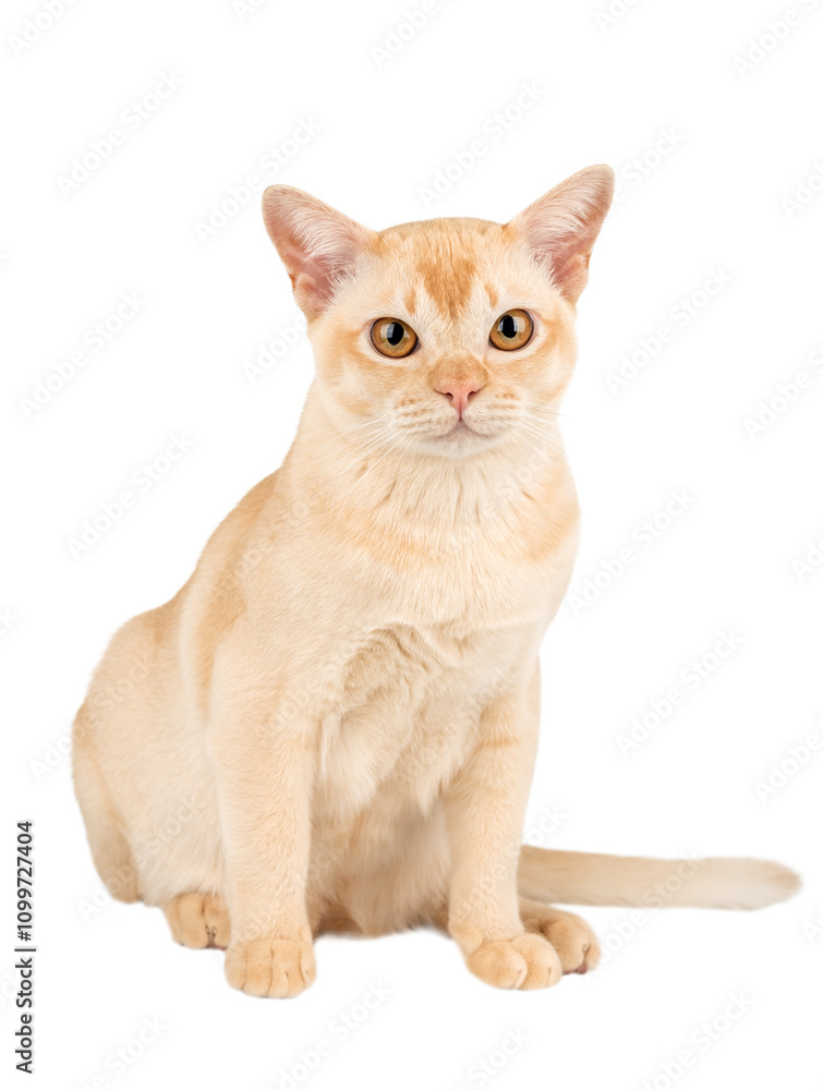 Fototapeta premium Full-length Burmese cream kitten.