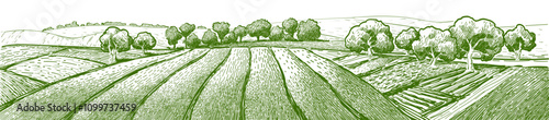 Green grass field on small hills. Meadow, alkali, lye, grassland, pommel, lea, pasturage, farm. Rural scenery landscape panorama of countryside pastures. Vector sketch illustration