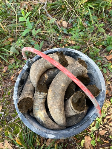 Cow horns used for biodynamic farming preparations in a rural setting